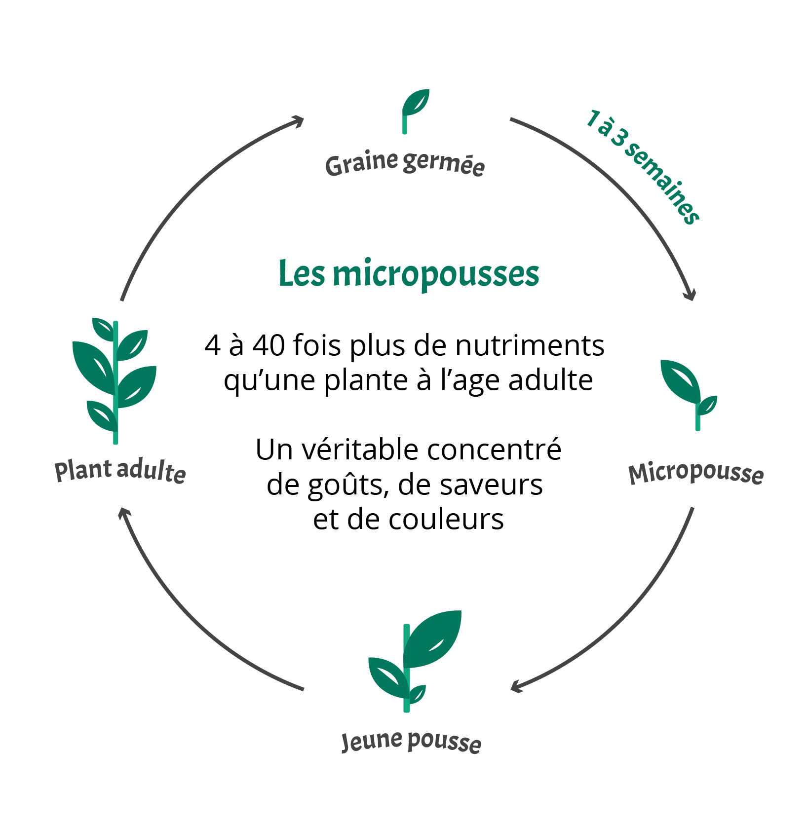 cycle de vie d'une plante
